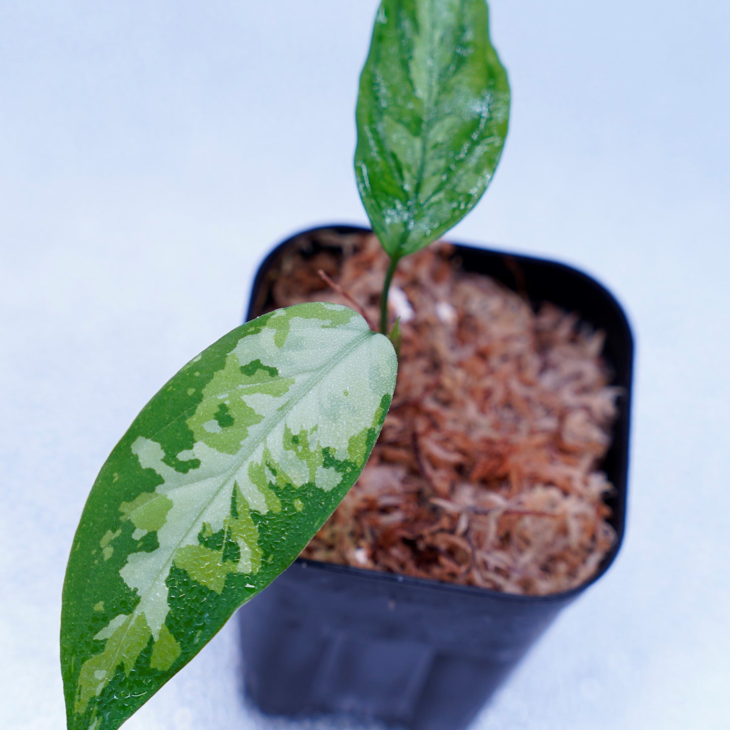 <LA便>Aglaonema Pictum Aceh Tricolor【LA1218-03b】
