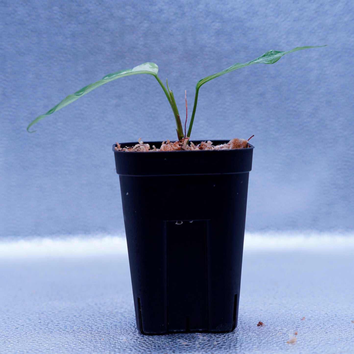 <LA便>Aglaonema Pictum Aceh Tricolor【LA1218-03b】