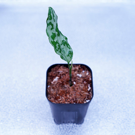 <LA便>Aglaonema Pictum Argentum【しるば~らいん】 LA1115-02j