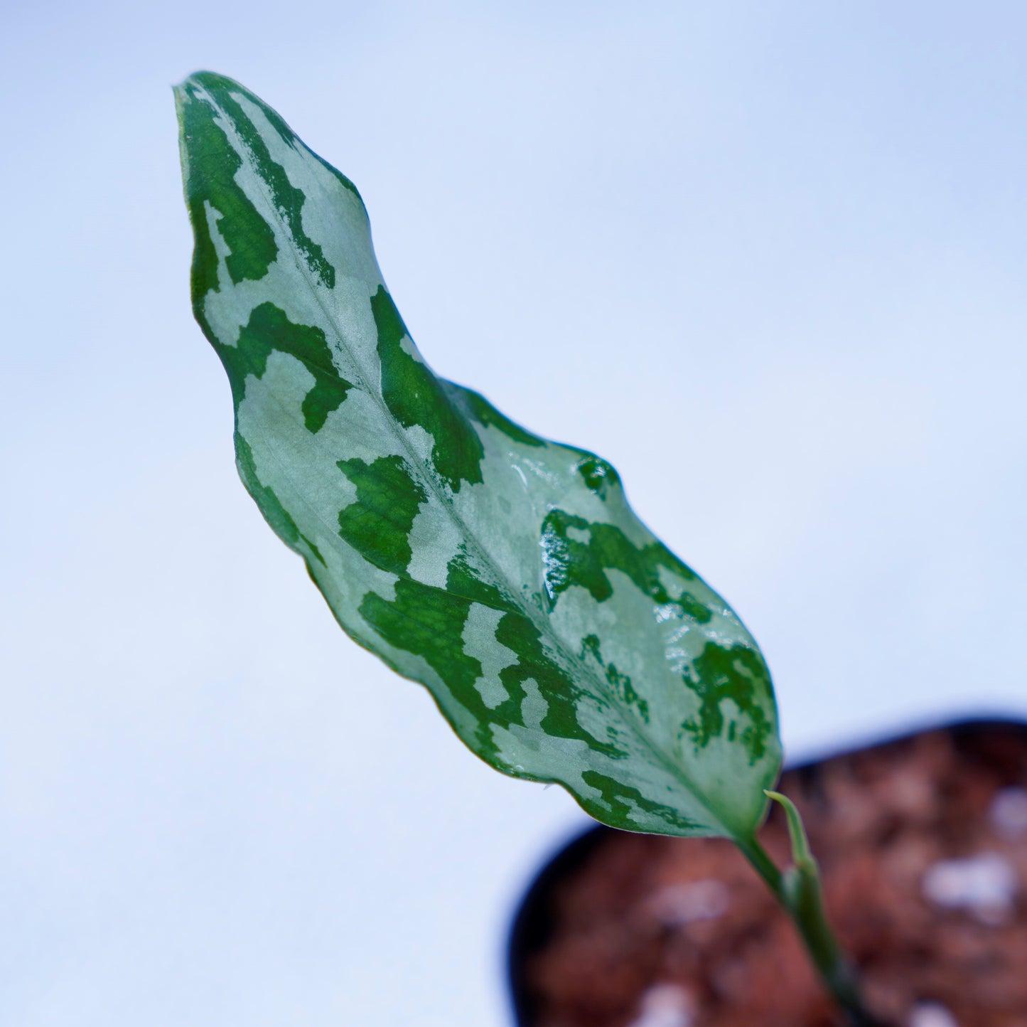 <LA便>Aglaonema Pictum Argentum【しるば~らいん】 LA1115-02j