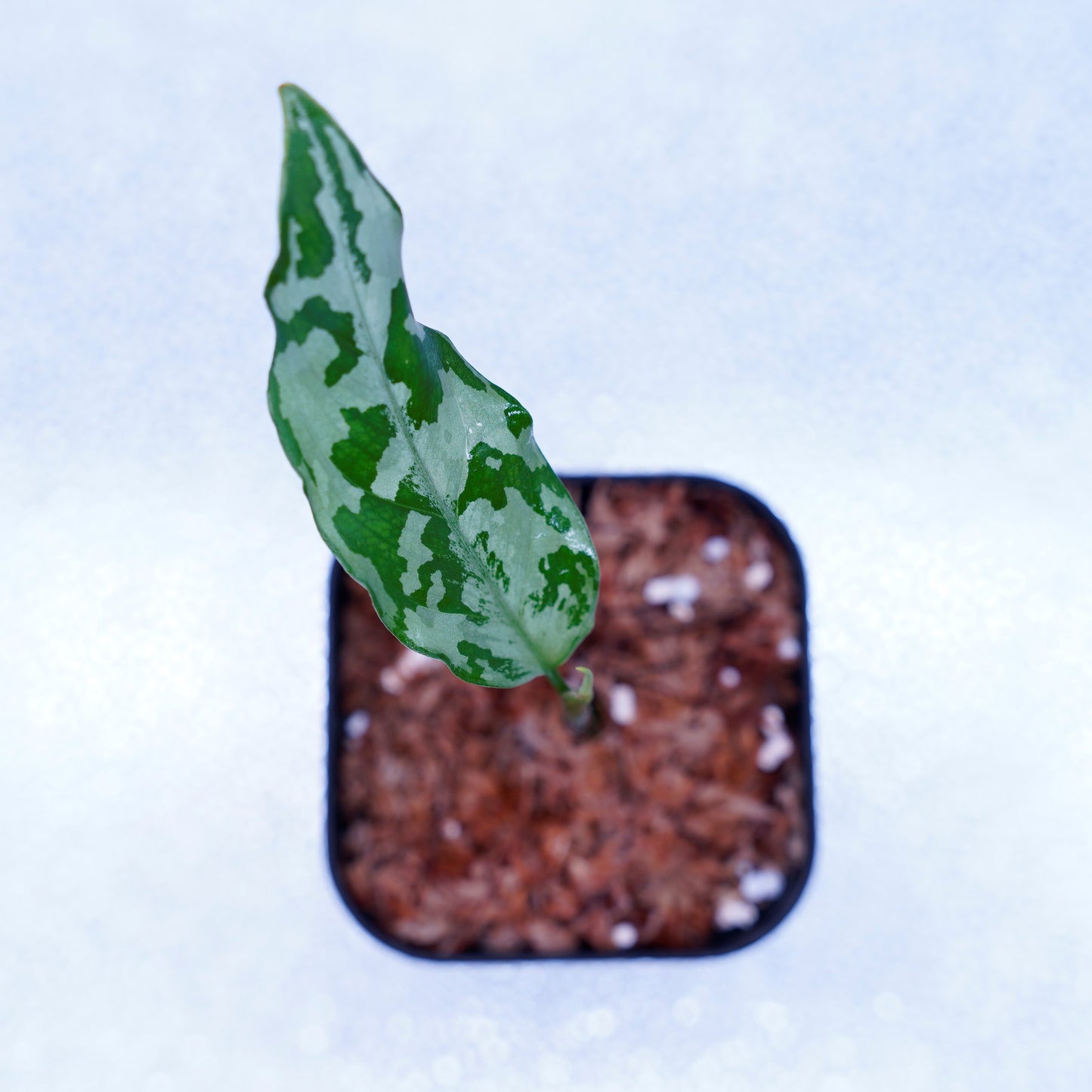 <LA便>Aglaonema Pictum Argentum【しるば~らいん】 LA1115-02j