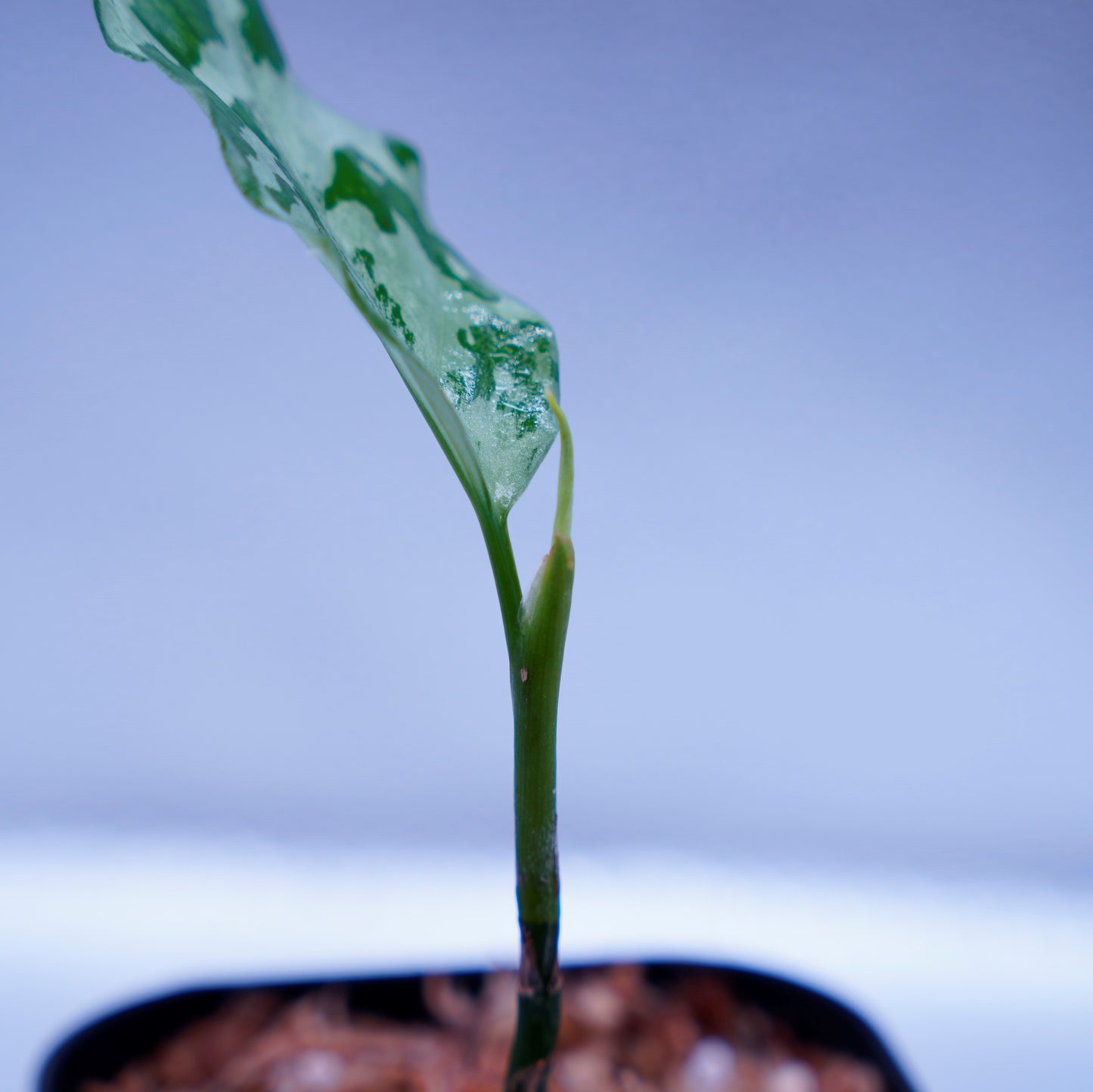<LA便>Aglaonema Pictum Argentum【しるば~らいん】 LA1115-02j