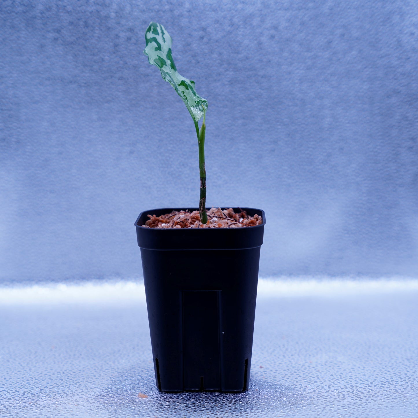 <LA便>Aglaonema Pictum Argentum【しるば~らいん】 LA1115-02j