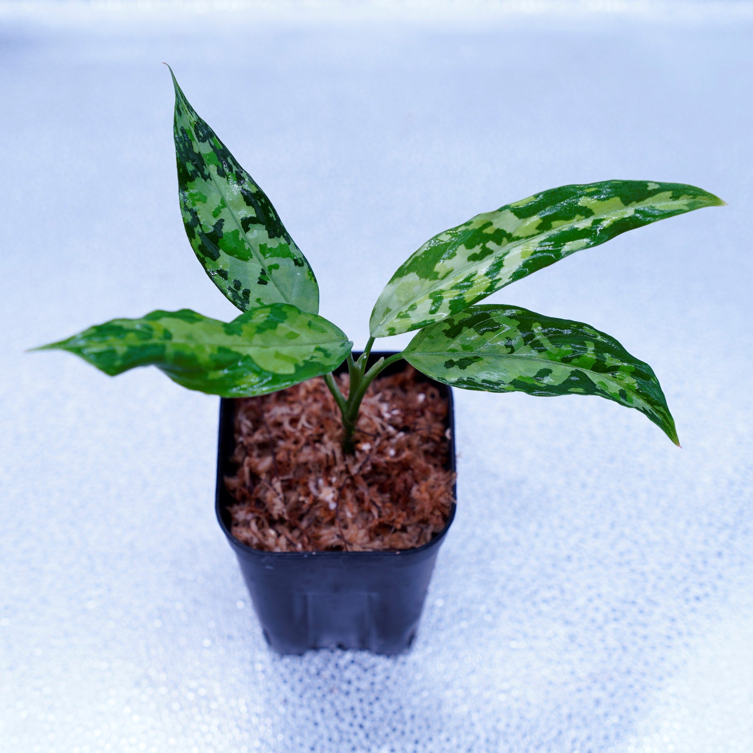LA便＞Aglaonema Pictum Tricolor 【LA0819-01b】 – undried