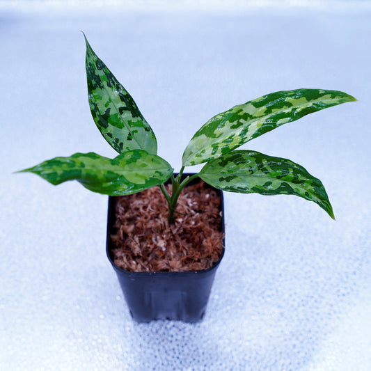 <LA便>Aglaonema Pictum Tricolor 【LA0819-01b】