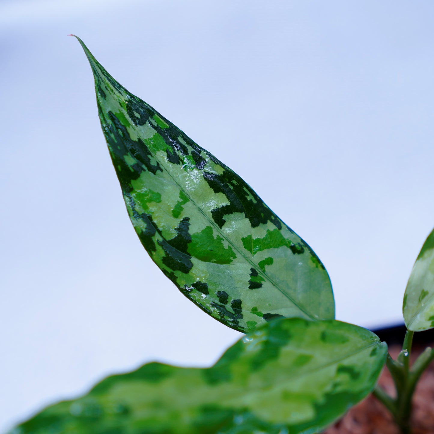 <LA便>Aglaonema Pictum Tricolor 【LA0819-01b】