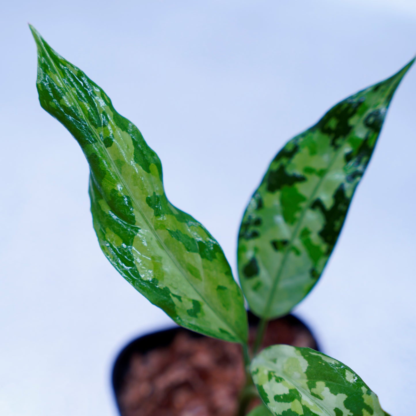<LA便>Aglaonema Pictum Tricolor 【LA0819-01b】