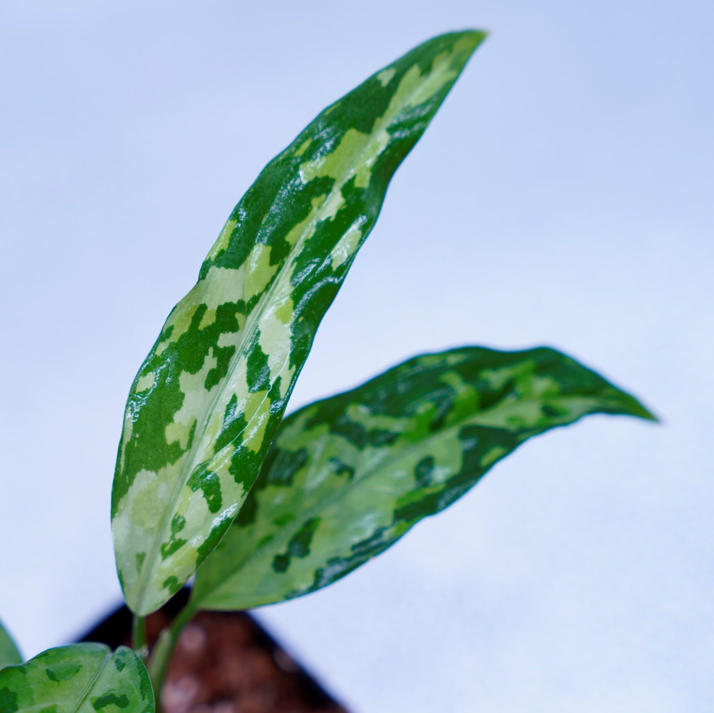 <LA便>Aglaonema Pictum Tricolor 【LA0819-01b】