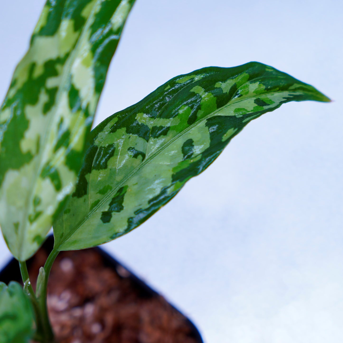 <LA便>Aglaonema Pictum Tricolor 【LA0819-01b】