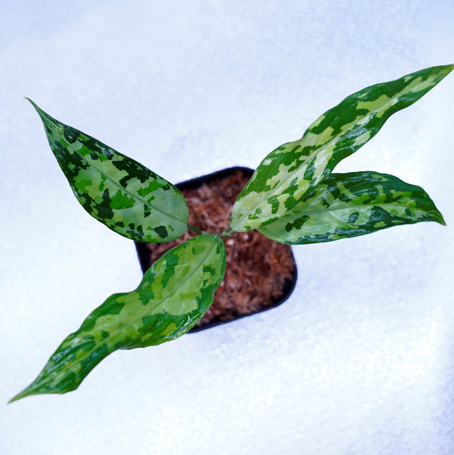 <LA便>Aglaonema Pictum Tricolor 【LA0819-01b】