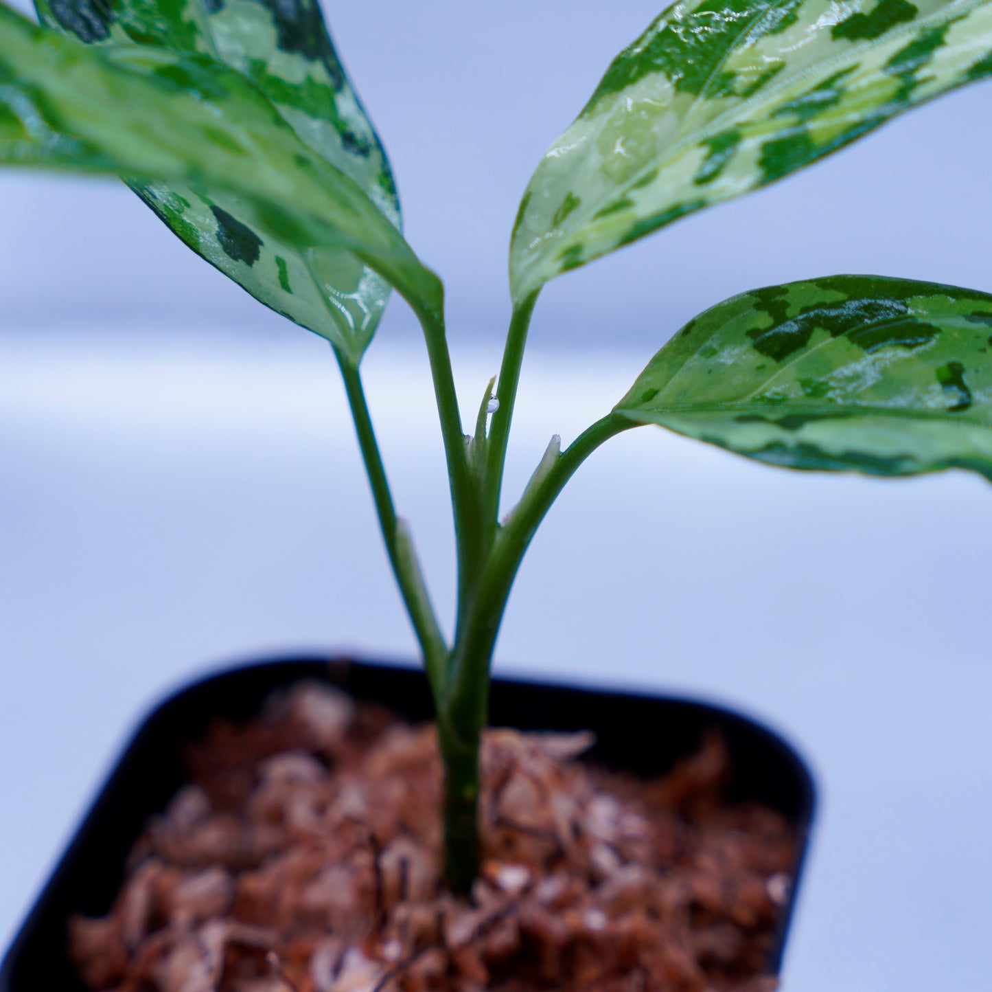 <LA便>Aglaonema Pictum Tricolor 【LA0819-01b】