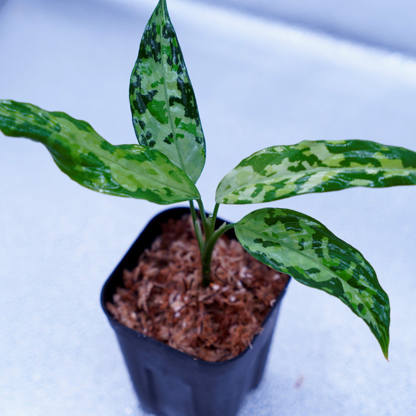 <LA便>Aglaonema Pictum Tricolor 【LA0819-01b】