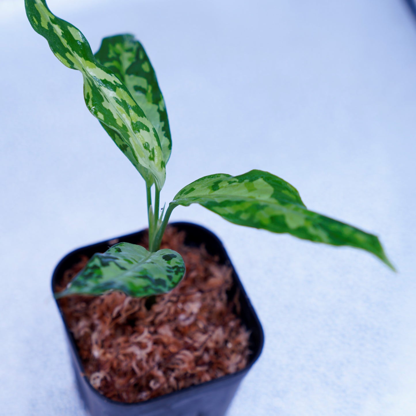 <LA便>Aglaonema Pictum Tricolor 【LA0819-01b】