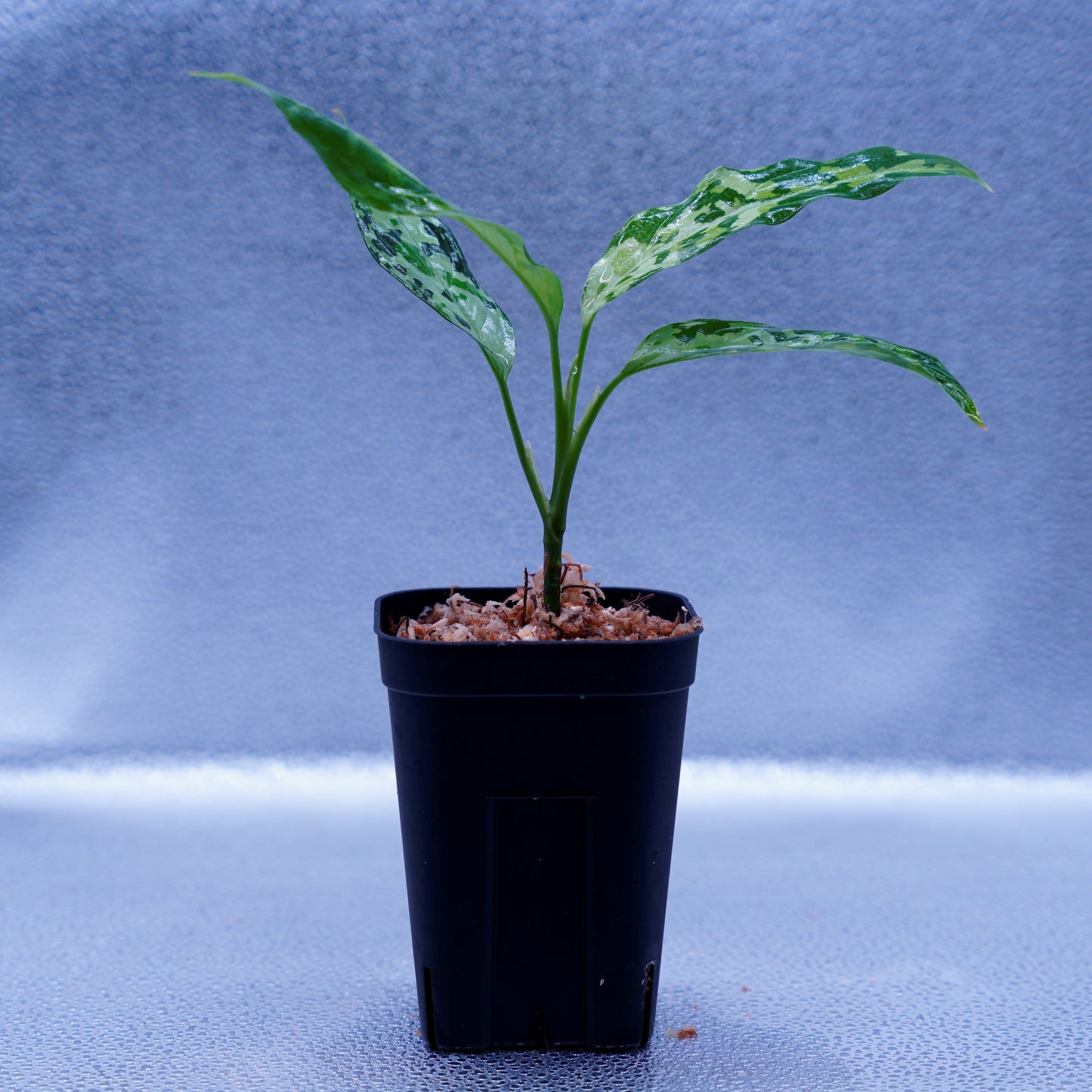 <LA便>Aglaonema Pictum Tricolor 【LA0819-01b】