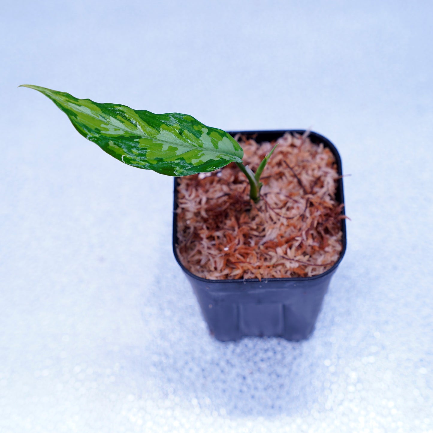 <TZ便>Aglaonema Pictum Aceh Tricolor【T-090719-b-x産地】※TZ便正規タグ付き