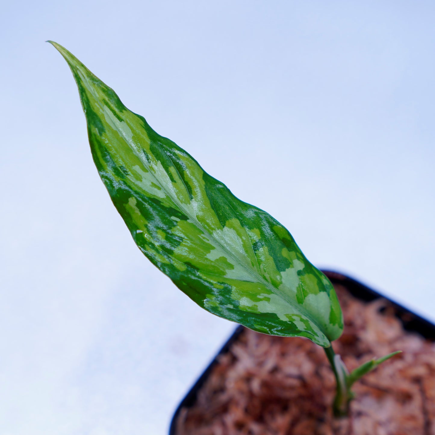 <TZ便>Aglaonema Pictum Aceh Tricolor【T-090719-b-x産地】※TZ便正規タグ付き