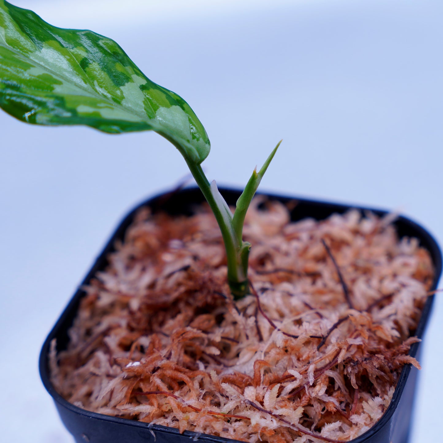 <TZ便>Aglaonema Pictum Aceh Tricolor【T-090719-b-x産地】※TZ便正規タグ付き