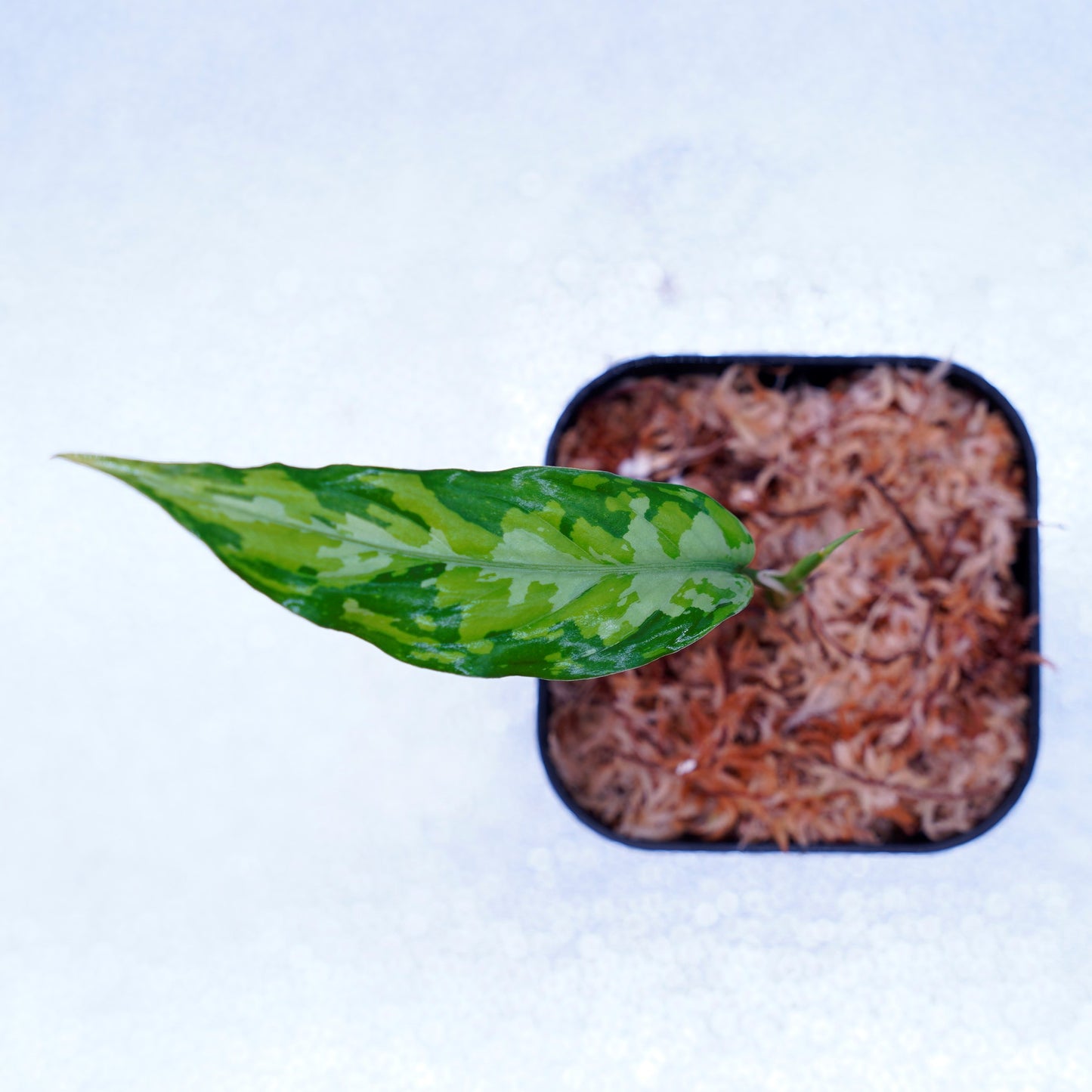 <TZ便>Aglaonema Pictum Aceh Tricolor【T-090719-b-x産地】※TZ便正規タグ付き