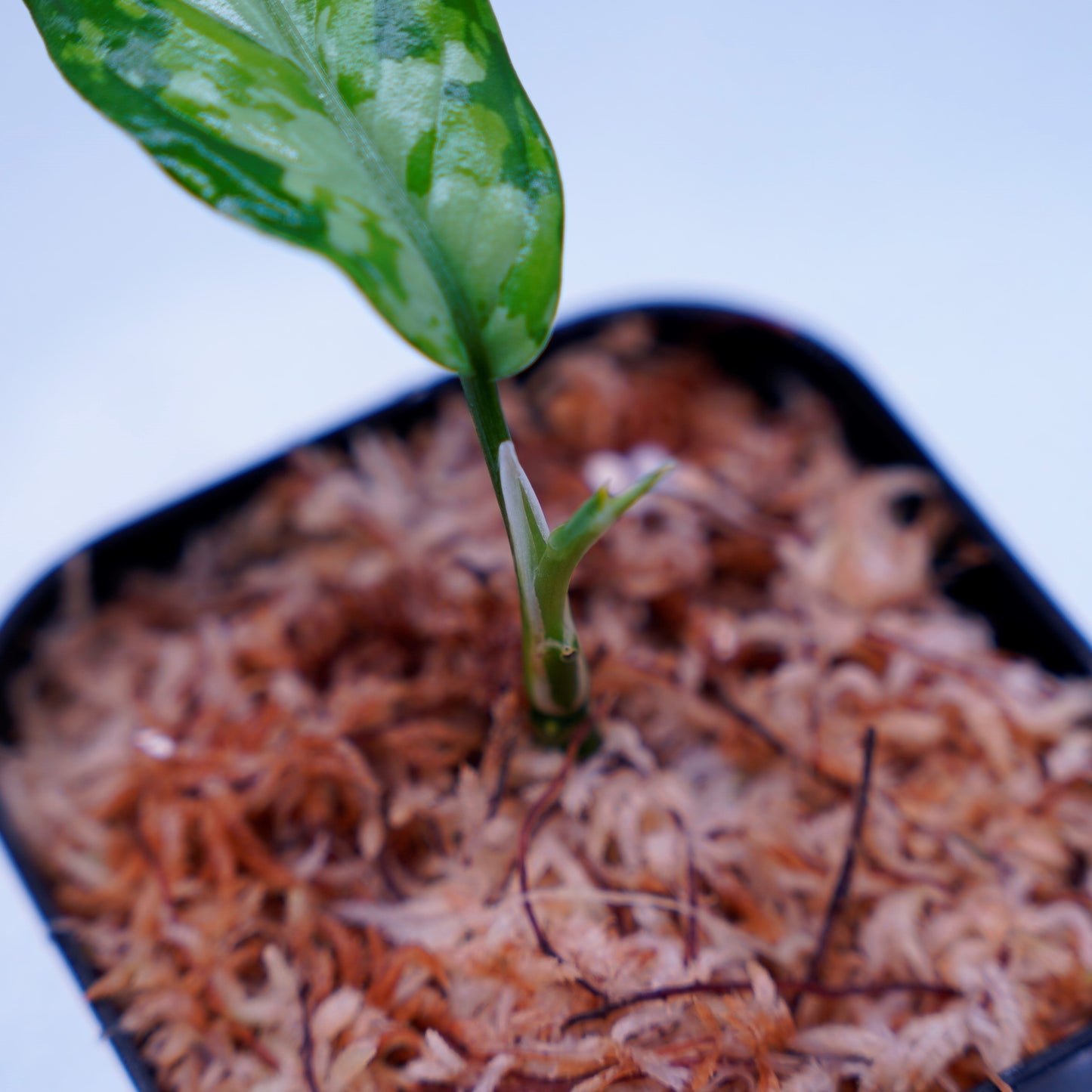 <TZ便>Aglaonema Pictum Aceh Tricolor【T-090719-b-x産地】※TZ便正規タグ付き