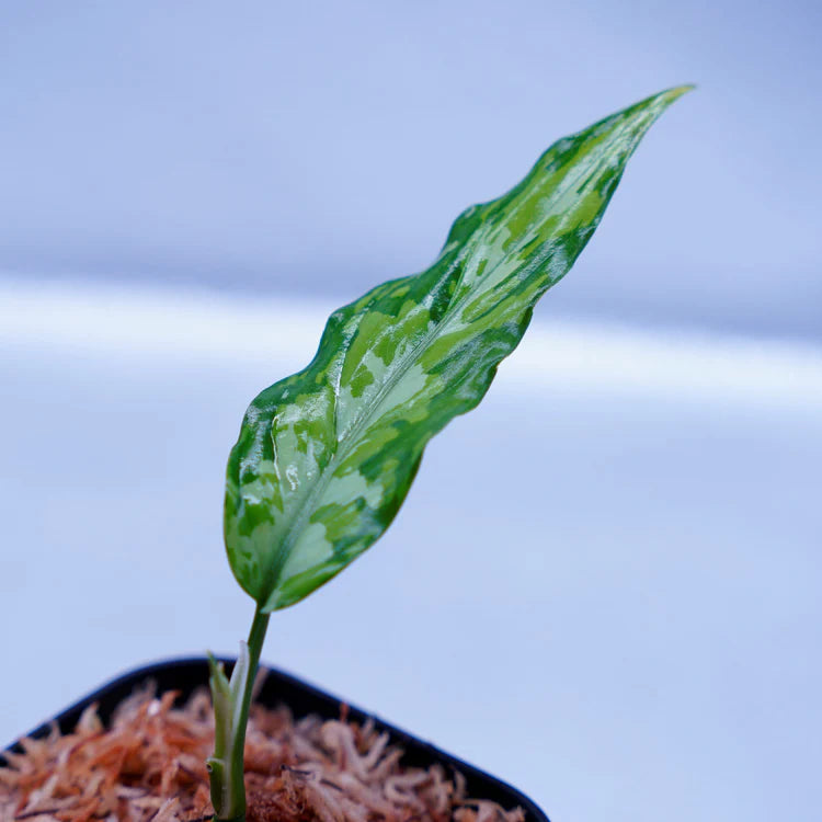 <TZ便>Aglaonema Pictum Aceh Tricolor【T-090719-b-x産地】