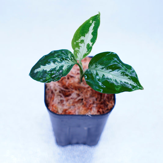<AZ便>Aglaonema Pictum 【Kshatriya】UC from sibolga timur “AZ0313-1f”