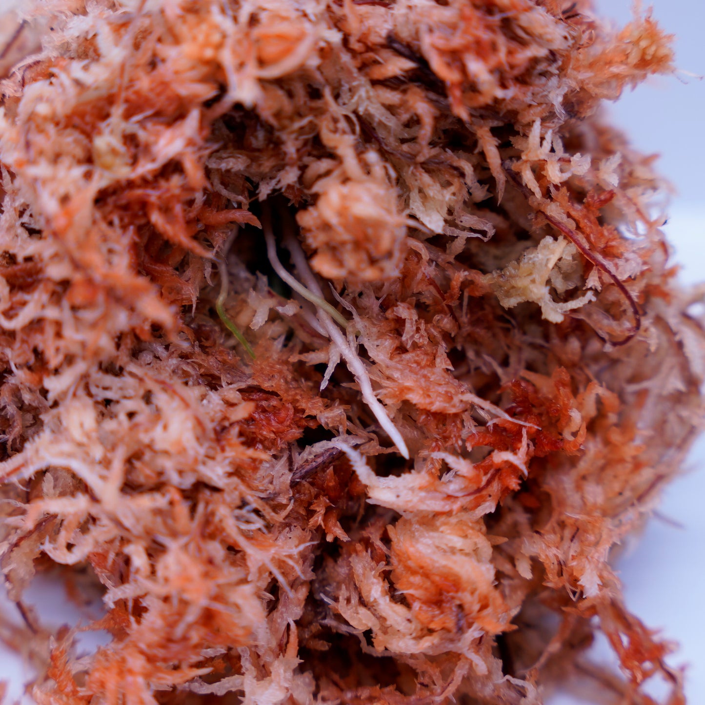 <AZ便>Aglaonema Pictum 【Kshatriya】UC from sibolga timur “AZ0313-1f”