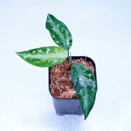 <オリジナル>Aglaonema Pictum Multicolor UND “NUBIAN”