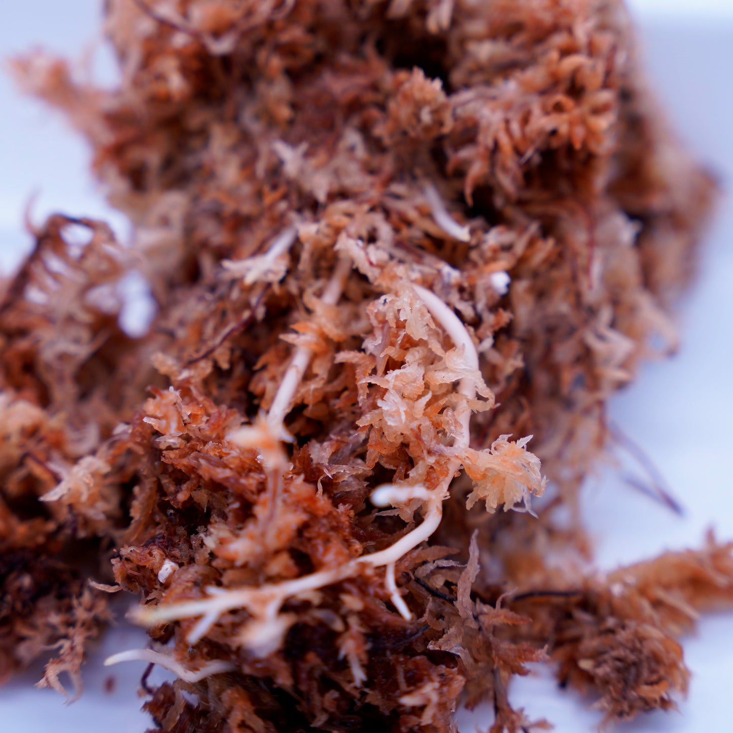 <オリジナル>Aglaonema Pictum Multicolor UND “NUBIAN”