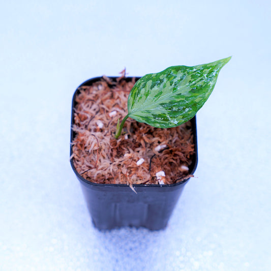 <TZ便>Aglaonema Pictum Aceh Tricolor【T-021019-b-4】