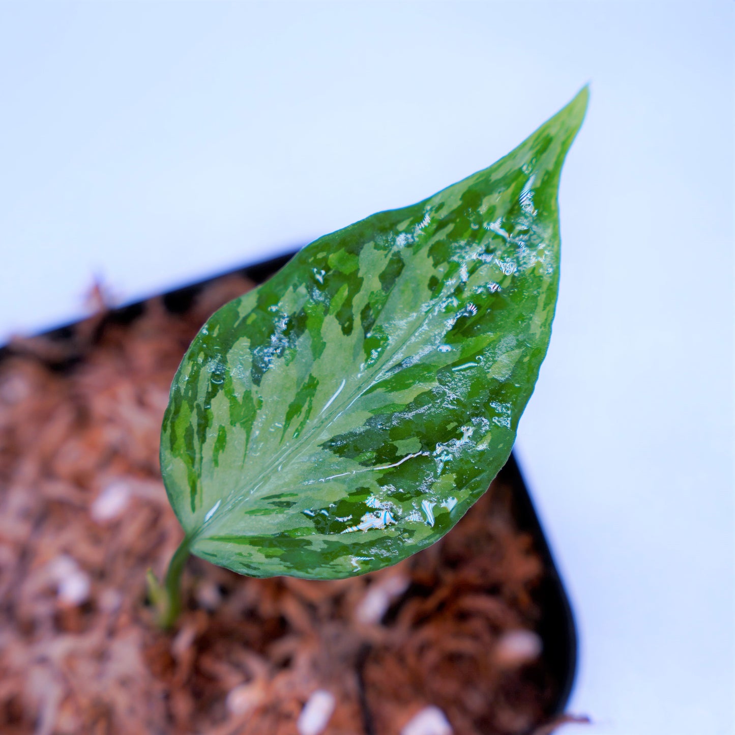 <TZ便>Aglaonema Pictum Aceh Tricolor【T-021019-b-4】