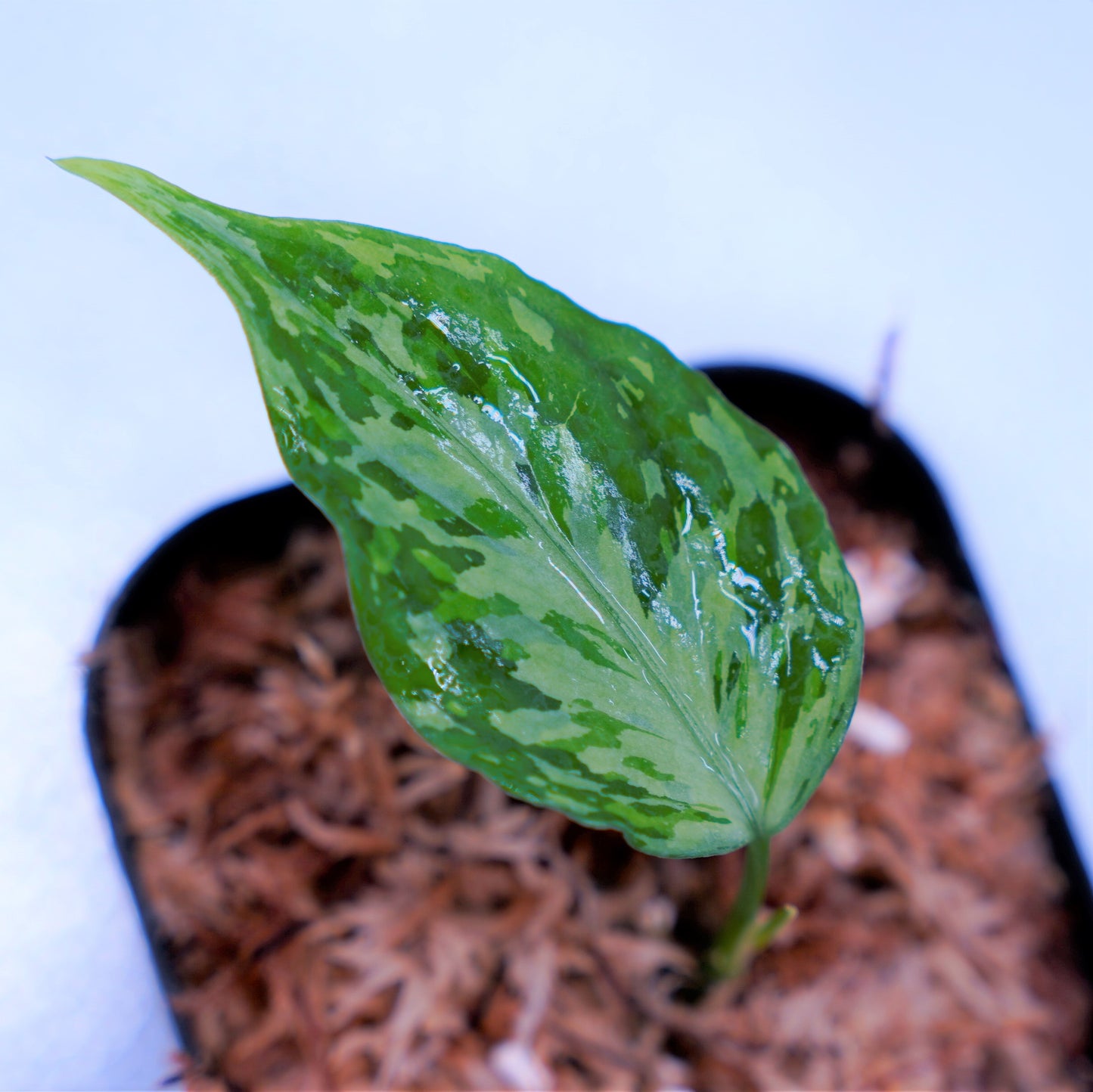 <TZ便>Aglaonema Pictum Aceh Tricolor【T-021019-b-4】