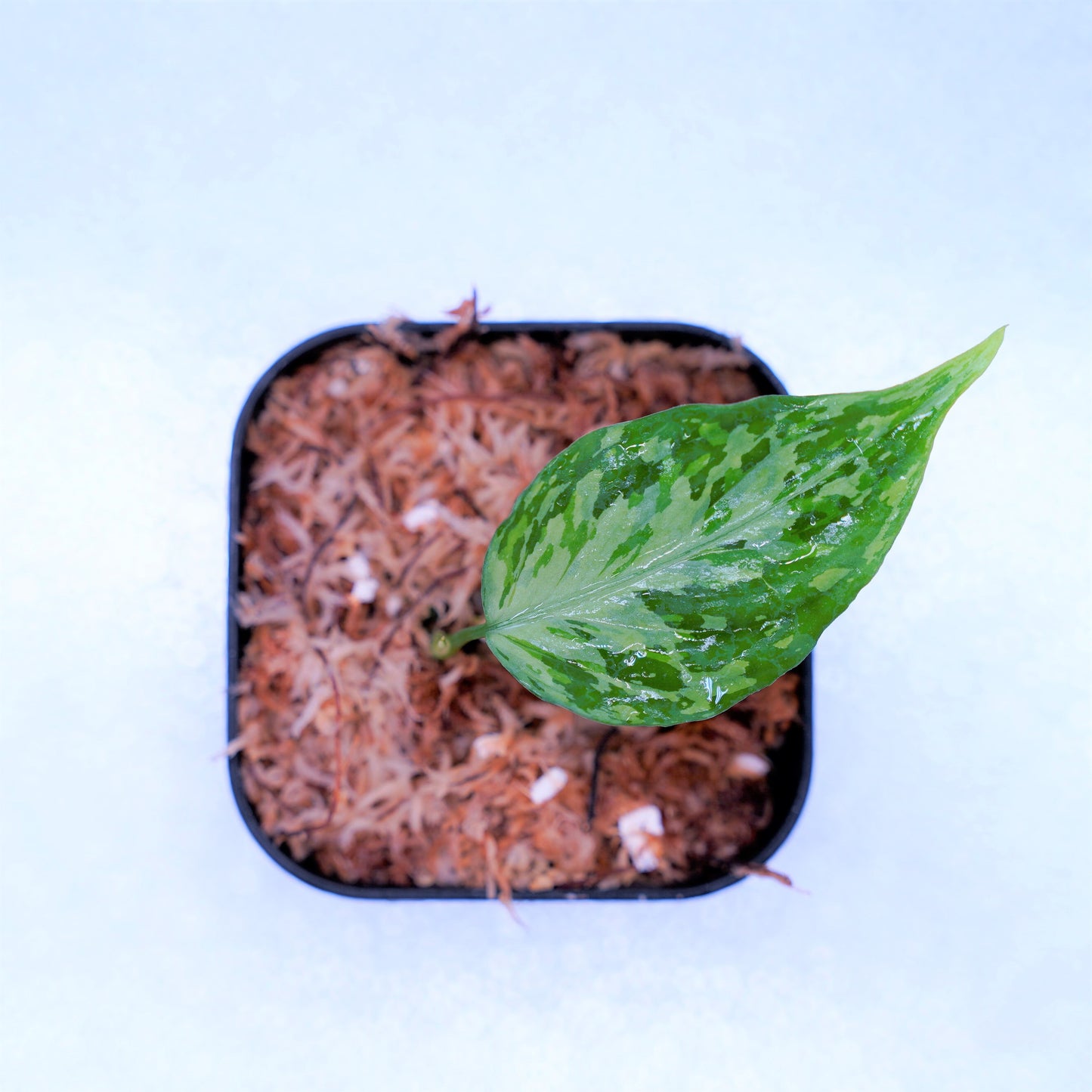 <TZ便>Aglaonema Pictum Aceh Tricolor【T-021019-b-4】