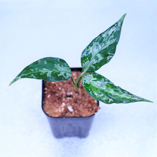 <オリジナル>Aglaonema Pictum Tricolor UND “KENNEY”