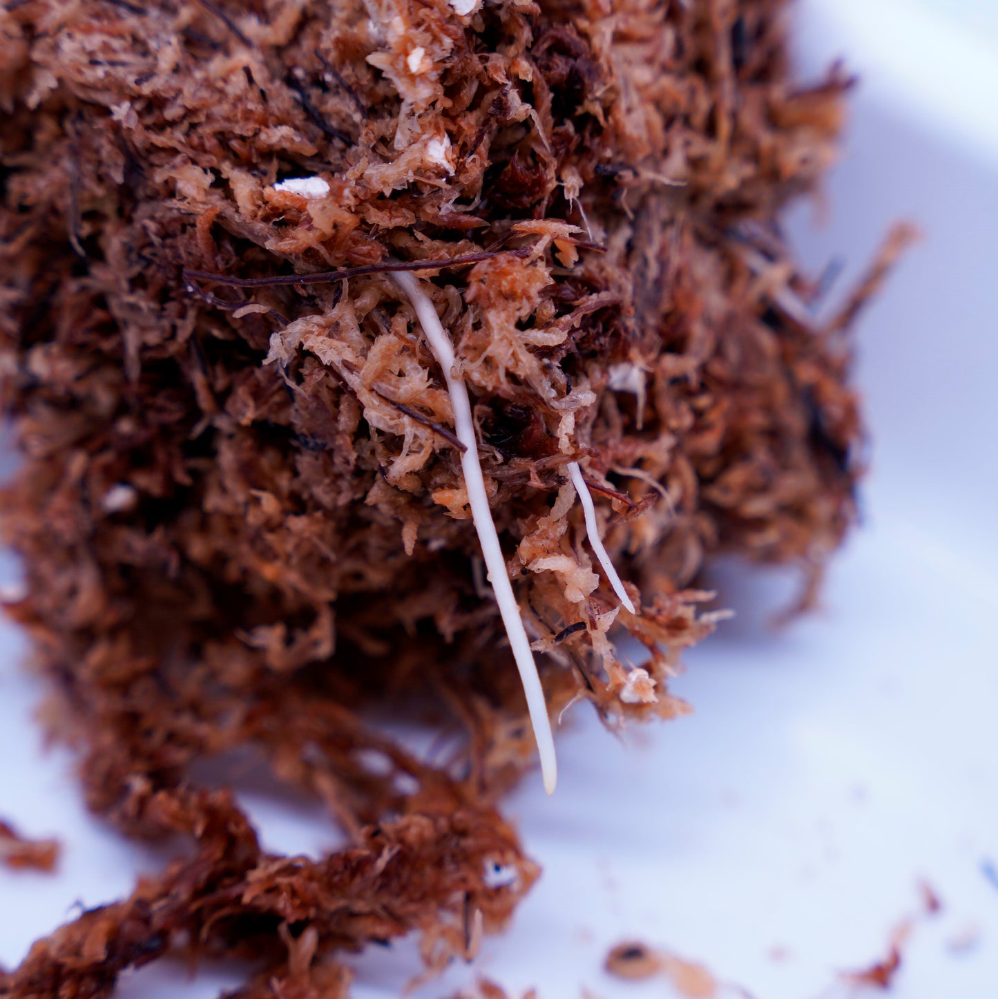 <オリジナル>Aglaonema Pictum Tricolor UND “KENNEY”