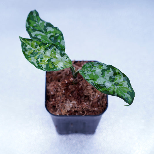 <出射便>Aglaonema Pictum Tricolor “Andaman” Port Blair