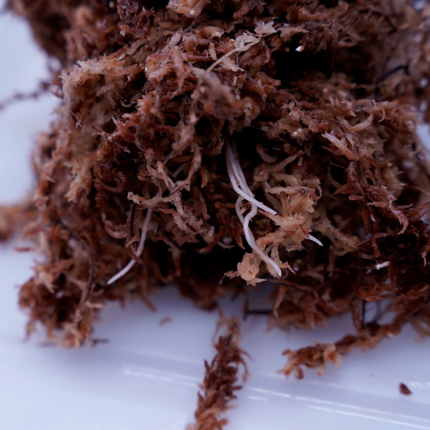 <出射便>Aglaonema Pictum Tricolor “Andaman” Port Blair