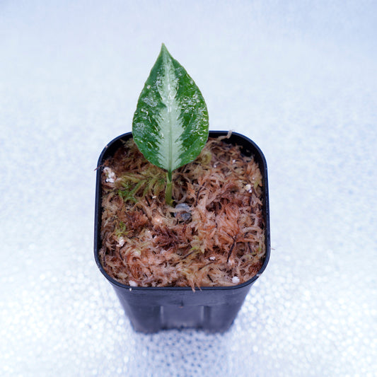 <AZ便>Aglaonema Pictum “Castle“ PDNC from Padang【AZ1012-10b】