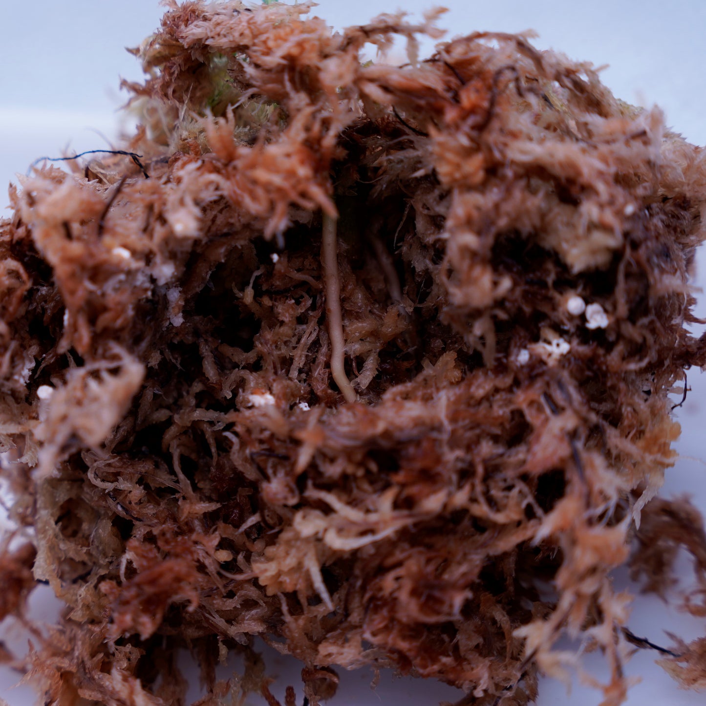 <AZ便>Aglaonema Pictum “Castle“ PDNC from Padang【AZ1012-10b】