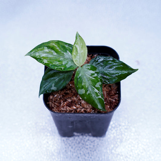 <TZ便>Aglaonema Pictum Tricolor【T-090719 X産地】※正規タグ付き