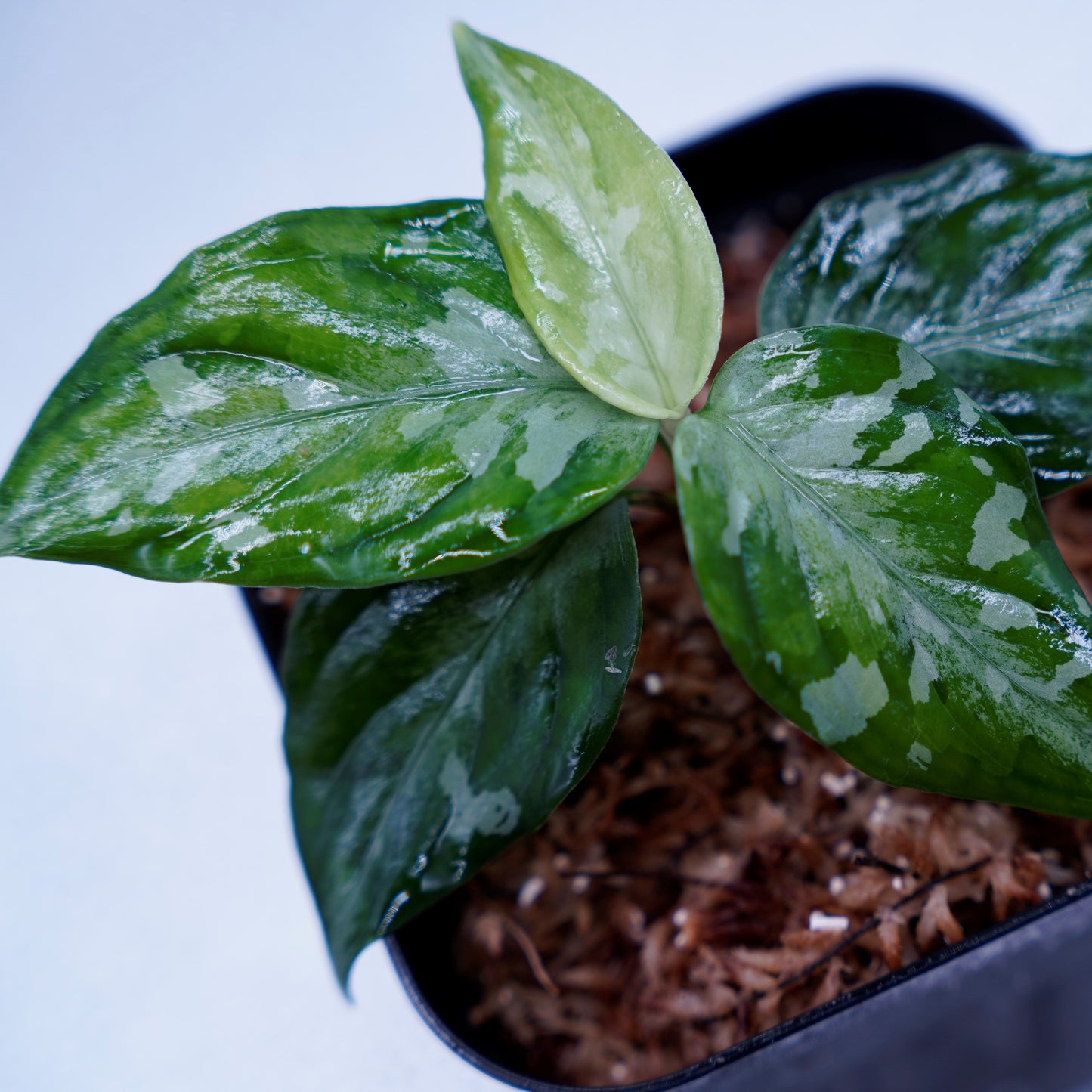 <TZ便>Aglaonema Pictum Tricolor【T-090719 X産地】※正規タグ付き