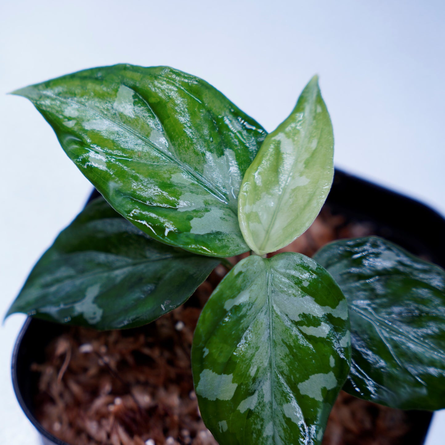 <TZ便>Aglaonema Pictum Tricolor【T-090719 X産地】※正規タグ付き