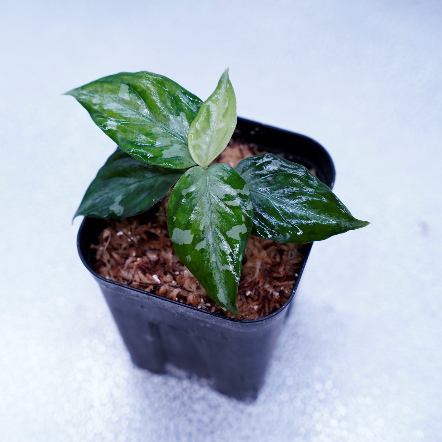 <TZ便>Aglaonema Pictum Tricolor【T-090719 X産地】※正規タグ付き