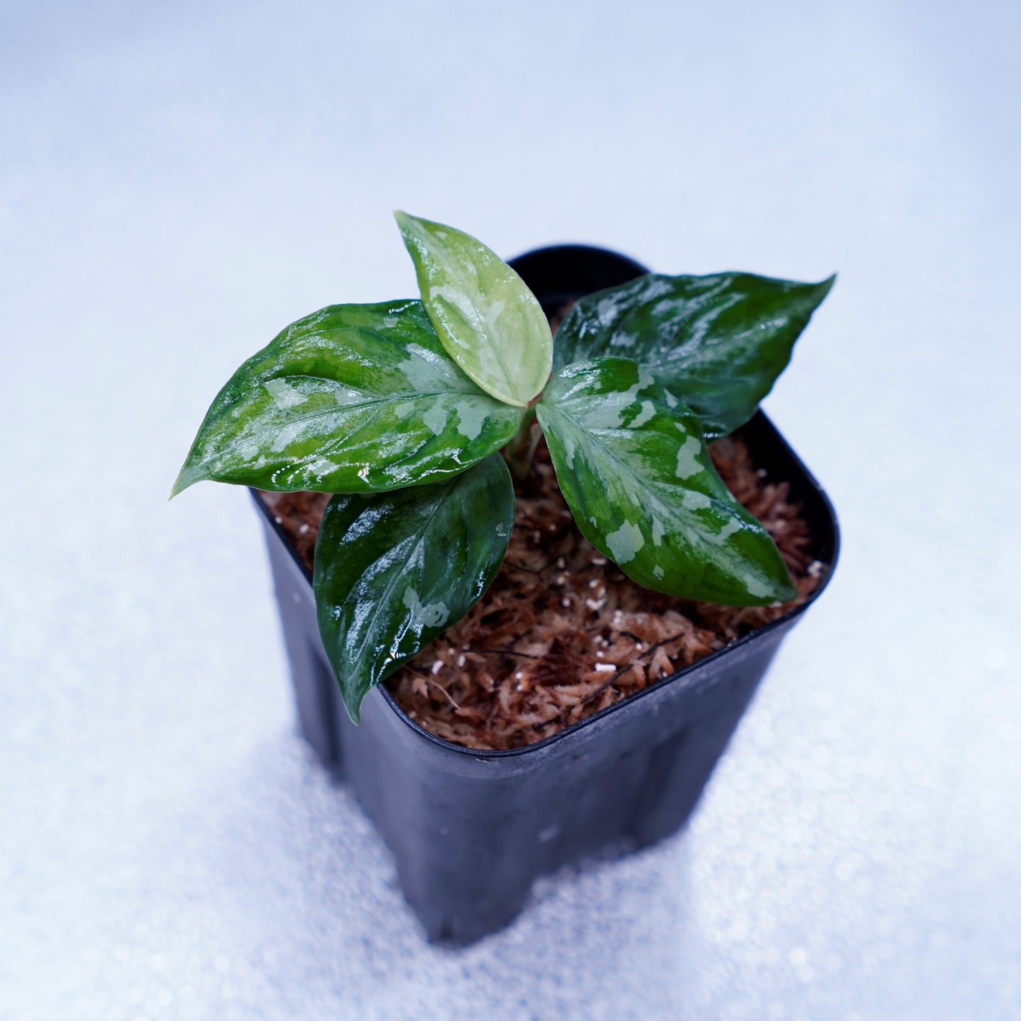 <TZ便>Aglaonema Pictum Tricolor【T-090719 X産地】※正規タグ付き