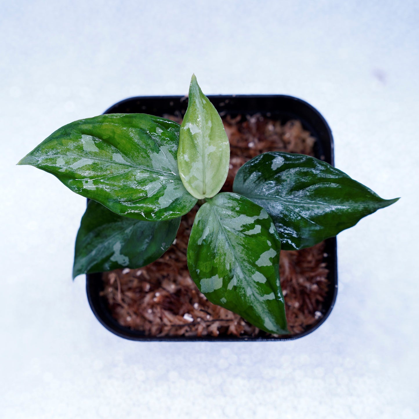 <TZ便>Aglaonema Pictum Tricolor【T-090719 X産地】※正規タグ付き