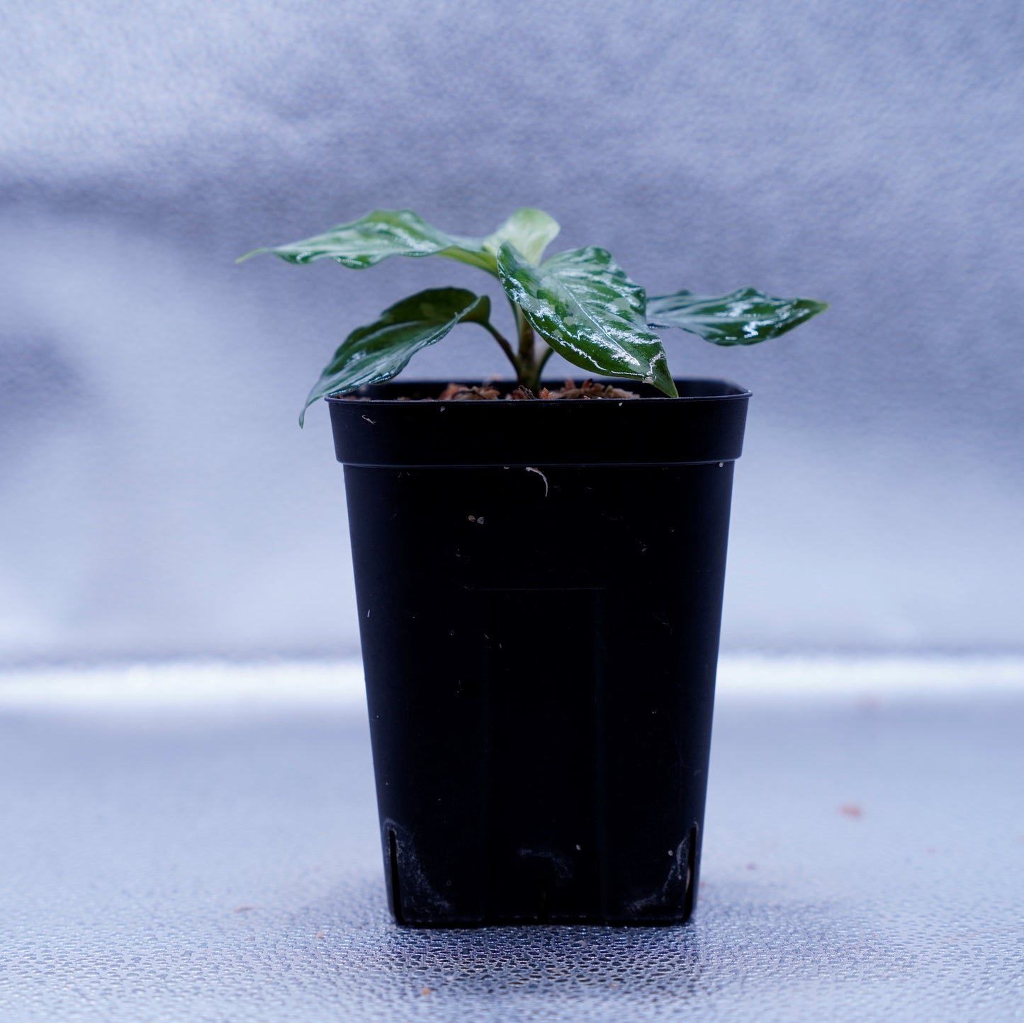 <TZ便>Aglaonema Pictum Tricolor【T-090719 X産地】※正規タグ付き