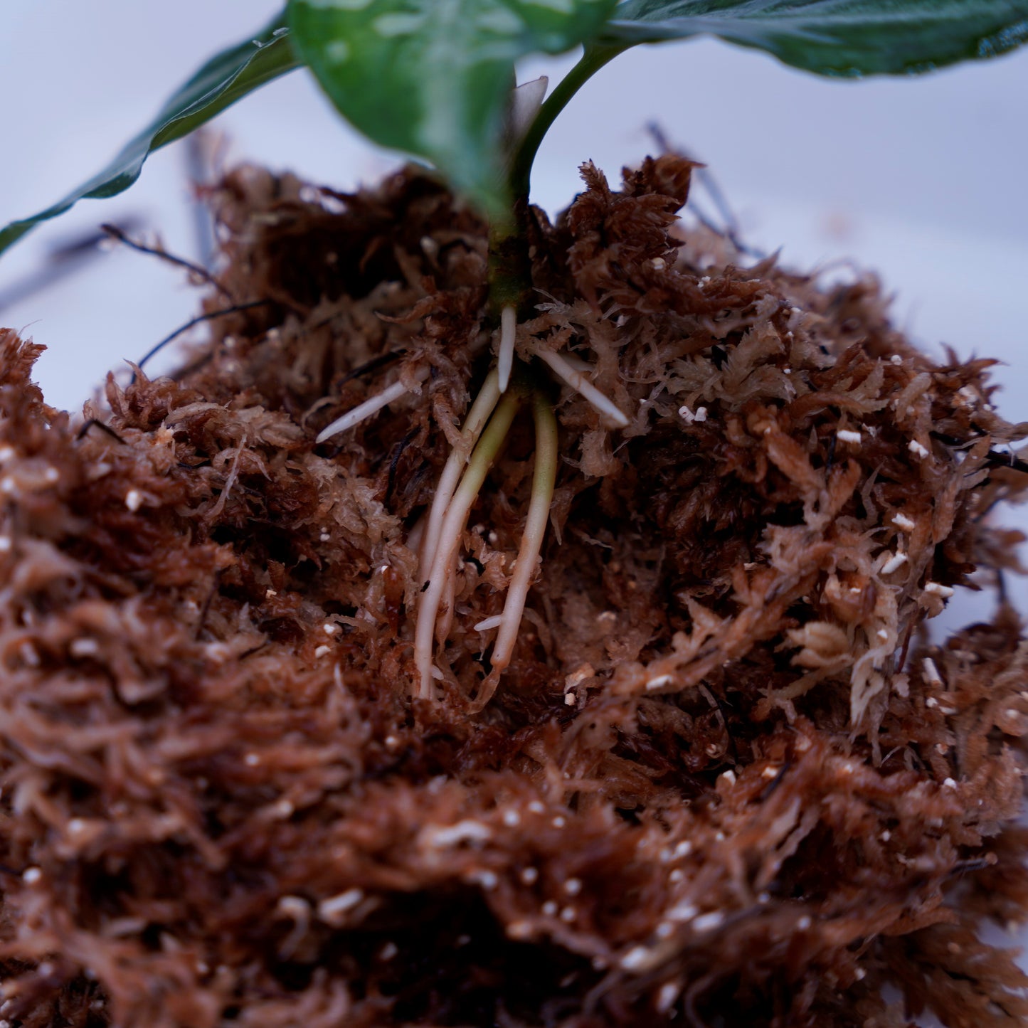 <TZ便>Aglaonema Pictum Tricolor【T-090719 X産地】※正規タグ付き