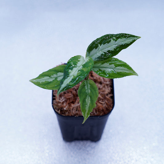 <LA便>Aglaonema Pictum Tricolor【LA0815-z-p-41】