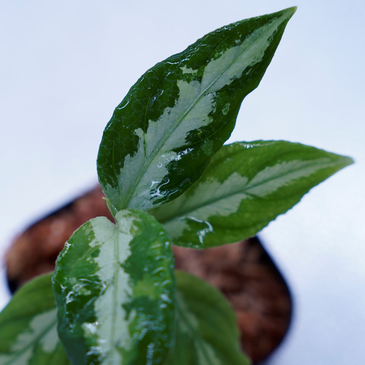 <LA便>Aglaonema Pictum Tricolor【LA0815-z-p-41】