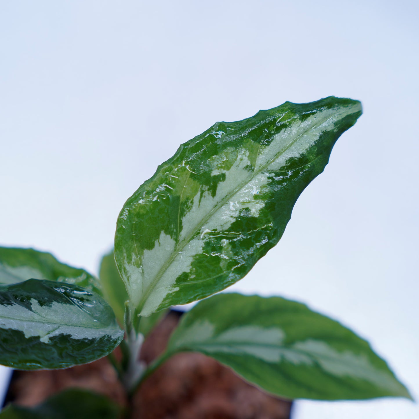 <LA便>Aglaonema Pictum Tricolor【LA0815-z-p-41】