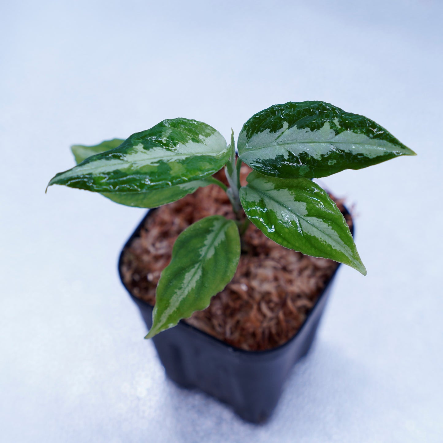 <LA便>Aglaonema Pictum Tricolor【LA0815-z-p-41】